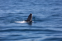 #Forster #lovethegreatlakes #AmarooCruises #whalewatching @Amaroo Cruises