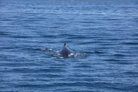 #Forster #lovethegreatlakes #AmarooCruises #whalewatching @Amaroo Cruises