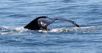 #Forster #lovethegreatlakes #AmarooCruises #whalewatching @Amaroo Cruises