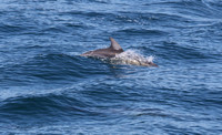 #Forster #lovethegreatlakes #AmarooCruises #whalewatching @Amaroo Cruises