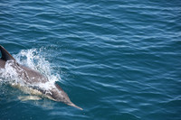 #Forster #lovethegreatlakes #AmarooCruises #whalewatching @Amaroo Cruises