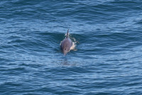 #Forster #lovethegreatlakes #AmarooCruises #whalewatching @Amaroo Cruises