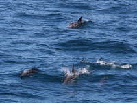 #Forster #lovethegreatlakes #AmarooCruises #whalewatching @Amaroo Cruises